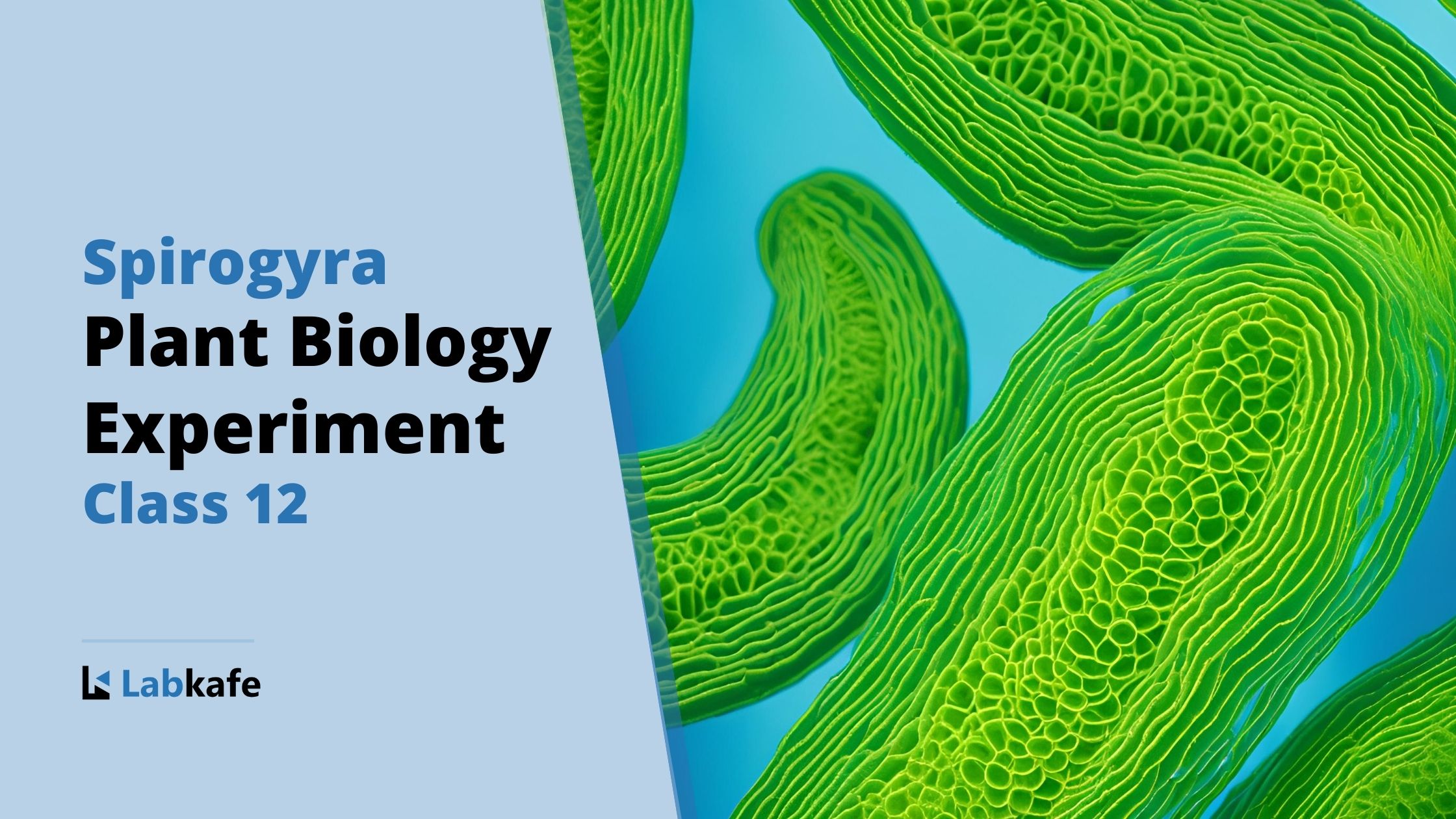 Spirogyra plant biology experiment class 12