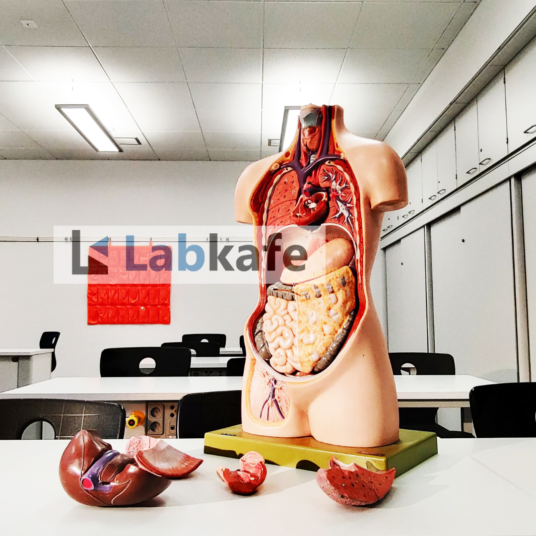 upgrade school labs across West Bengal Model of the human torso by Labkafe