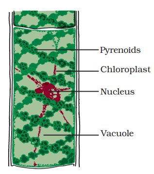 Spirogyra (illustration) [Source- NCERT]. spirogyra plant