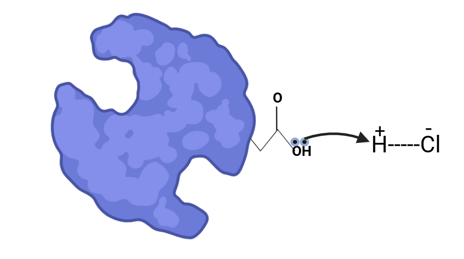 The lone pair of electrons from the carboxylate group of the protein scavenges protons from the acid, causing the collapse of the protein's secondary structure. This collapse disrupts the protein's function, as the secondary structure is essential for its proper activity. power of hydrogen