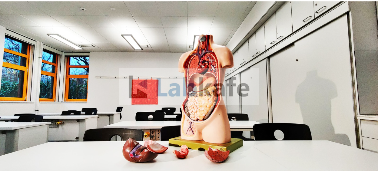 Model of the human torso by Labkafe, to be demonstrated in biology laboratories. It has dissectible parts for easy visualization.  