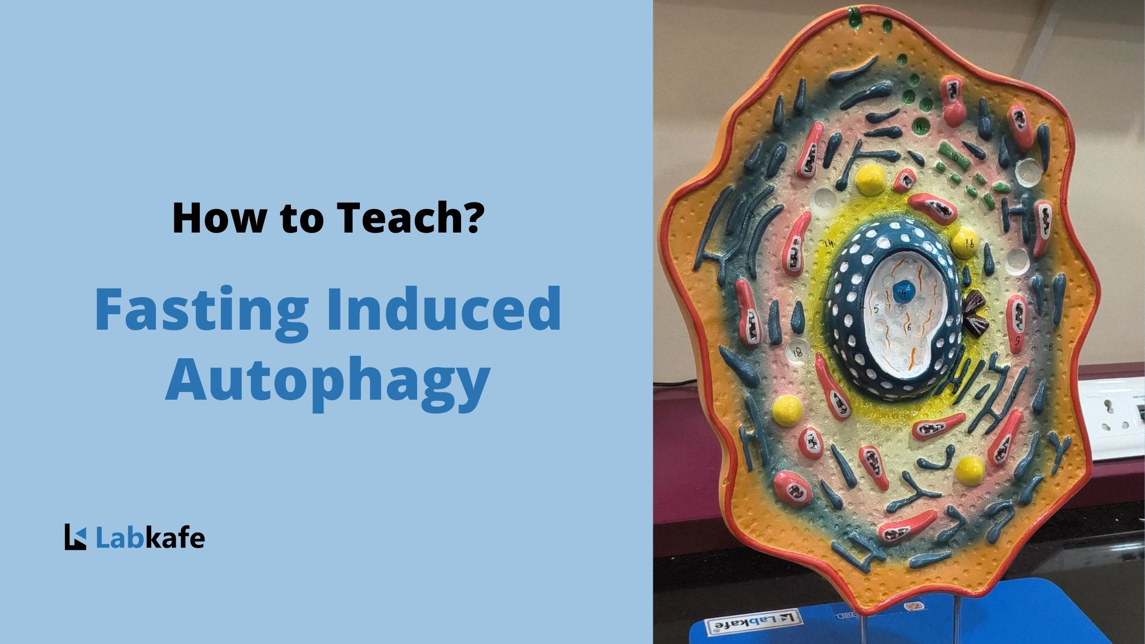 Autophagy- Fasting as an Inducer