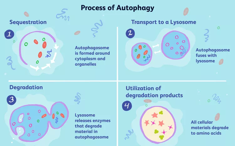 Process of Autophagy