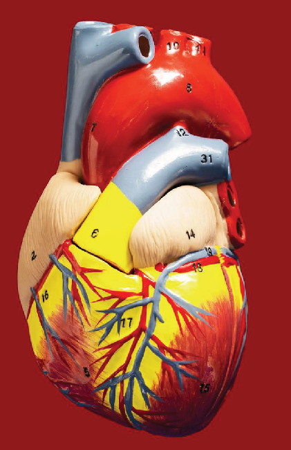 Model of the Human Heart provided with the ISC Biology Lab Equipment Package for class 11 and 12 by Labkafe