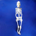 HUMAN SKELETON, Full size (Fibre), Superior Quality