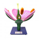 FLOWER MODEL, Model on Stand (Superior)