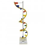 RNA MODEL on Stand