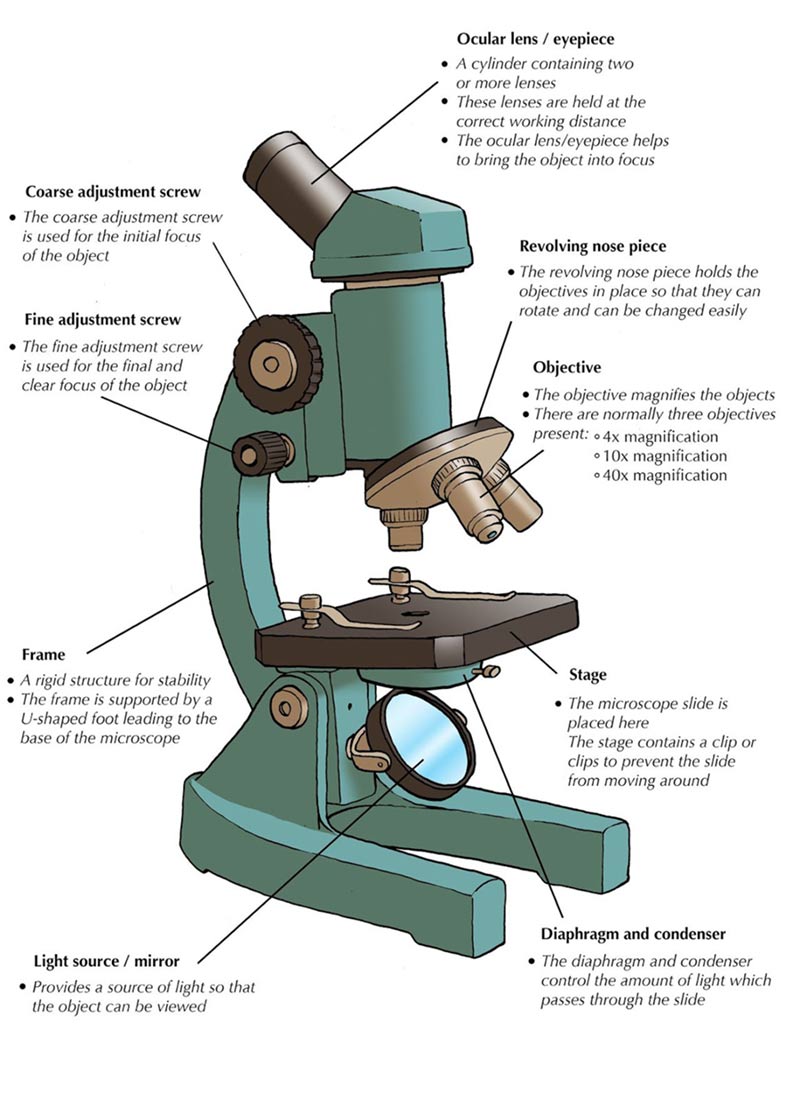 compound microscope parts diagram